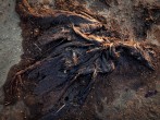 A bird carcass is pictured covered with oil from the Deepwater Horizon oil spill on a beach in Grand Terre Island