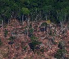 A deforested and burnt plot is seen in Jamanxim National Forest in the Amazon, near Novo Progresso, Para state, Brazil September 11, 2019.