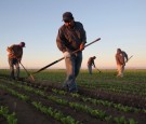 Migrant Farm Workers 