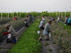 Mexican migrant workers pick blueberries during a harvest at a farm in Lake Wales, Florida, US.