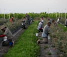 Farmworkers