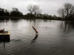 A man dives into the Hampstead Heath men's swimming pond