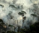 Fires in the Amazon