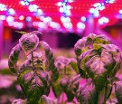 Special LED lights belts above basil herb in aquaponics system c