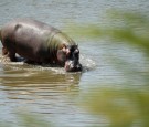 Pablo Escobar hippos