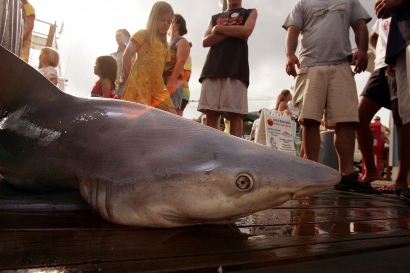 Shark Attack: Pregnant Woman in Florida Pulls Husband to Safety 