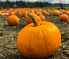 Perfect Pumpkin Season: 5 Fun Pumpkin Activities to Do This Holiday Season