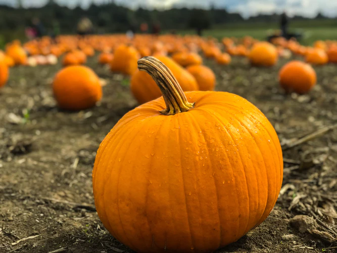 Perfect Pumpkin Season: 5 Fun Pumpkin Activities to Do This Holiday Season