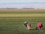 Mexico Farmers Fear Not to Meet Tortillas Demands Due to State Funding Cuts