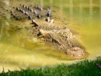 Florida Man Captures Massive 1,000-Pound Alligator 'Stalking' Him Right Behind His Home