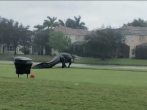Gigantic Alligator Spotted Strolling in Across Valencia Golf Course in Florida