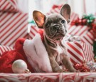 'Raise the Woof': A Very First Christmas Song for Dogs