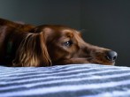 Pain in Dogs: Warning Signs You Shouldn't Ignore & How to Relieve Them