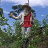 Coca Plantation Farmers