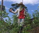 Coca Plantation Farmers