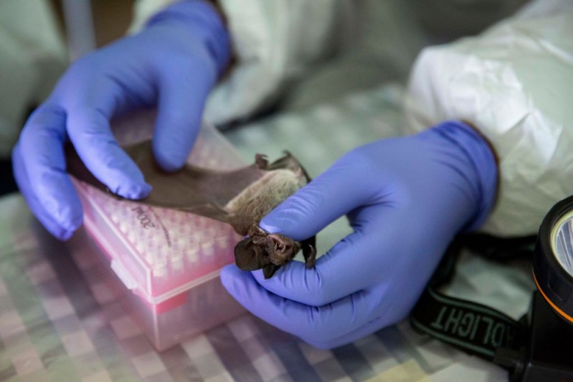 There Are Other Viruses Bats Carry That Might Cause Another Pandemic, Researchers Say
