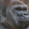 Two Gorillas Tested Positive for Coronavirus at San Diego Zoo