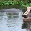 Pablo Escobar's Hippos Poisoning Colombia's Waterways, Wildlife With 'Toxic' Urine