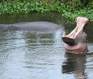 Pablo Escobar's Hippos Poisoning Colombia's Waterways, Wildlife With 'Toxic' Urine