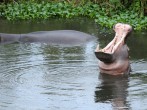 Pablo Escobar's Hippos Poisoning Colombia's Waterways, Wildlife With 'Toxic' Urine