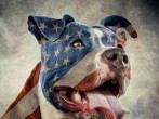 American Pit Bulls - The Good, the Bad  and the Ugly