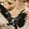 Endangered California Condor to Return in its Original Abode