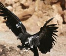 Endangered California Condor to Return in its Original Abode
