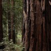 Falling Redwood Tree Kills California Parents, Leaving 5 Children Behind
