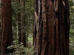 Falling Redwood Tree Kills California Parents, Leaving 5 Children Behind