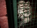 Caring For Big Cats Amid The Coronavirus Pandemic