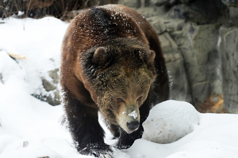 Montana Guide Dies After Being Attacked by a Grizzly Bear