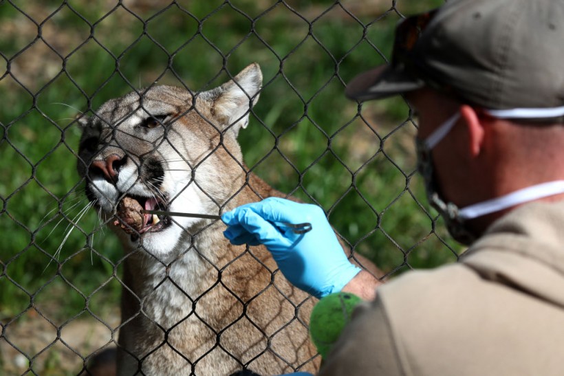 Capitol Rioter Faces Arrest for Killing a Mountain Lion in Colorado