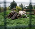 Netflix 'Tiger King': Authorities Seize Almost 70 Big Cats From Jeffrey Lowe’s Zoo