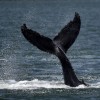 Humpback Whale Swallows U.S. Lobster Fisherman: Man Says 