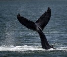 Humpback Whale Swallows U.S. Lobster Fisherman: Man Says 