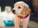 Dog Care: 5 Things to Consider When Feeding Your Dog