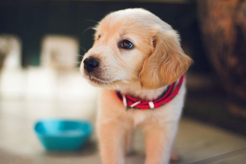 Dog Care: 5 Things to Consider When Feeding Your Dog