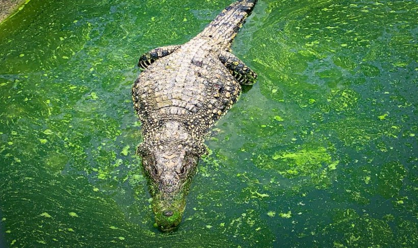 Crocodile Attacks California Teen, Drags Her Underwater at Mexico Resort
