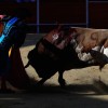 10 Hurt in Mexico as Angry Bull Runs Amok at Illegal Rodeo