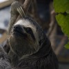 Venezuelan Couple Rescues Injured Sloths, Nurses Animals Back to Health at Home Shelter