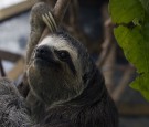 Venezuelan Couple Rescues Injured Sloths, Nurses Animals Back to Health at Home Shelter