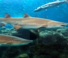 ‘I Felt Very Privileged,’ Says Swimmer Surrounded by 50 Sharks During a Training Dip