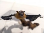 WHO Chief: World's 1st Known COVID Patient May Have Been Infected by a Bat While Working in Wuhan Lab