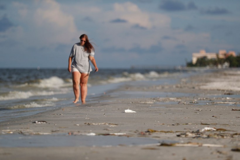 Bundle of Cocaine Worth $1.3 Million Washes Ashore on Florida Beach