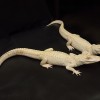 2 Rare Albino Alligators Born at a Florida Zoo