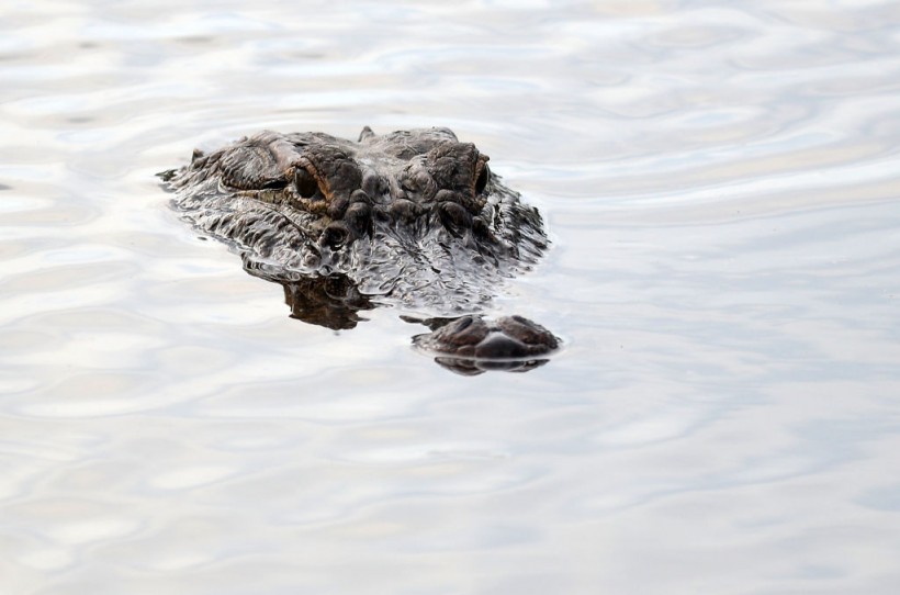 Alligator Attack: Lousiana Man Killed by Alligator While Wading Through Hurricane Ida Floodwaters
