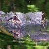 74-Year-Old Florida Woman Gets Bitten by Alligator While Trying to Save Her Dog From Its Jaws