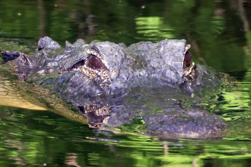 74-Year-Old Florida Woman Gets Bitten by Alligator While Trying to Save Her Dog From Its Jaws