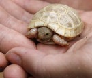 Some Rare Albino Turtles Discovered in Mexico and Spain