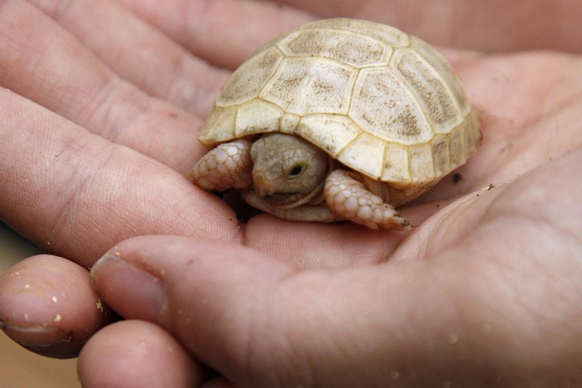 Some Rare Albino Turtles Discovered in Mexico and Spain